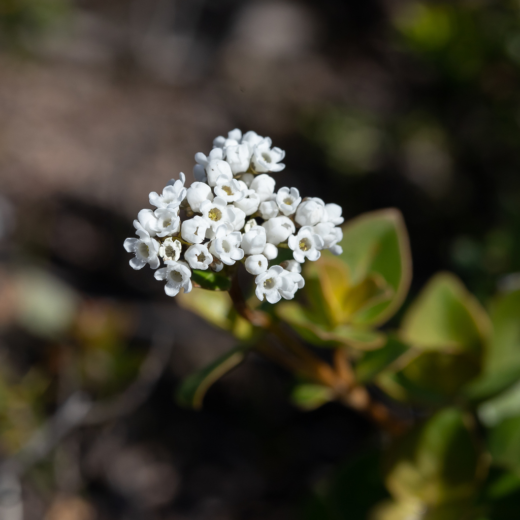 oval-leaf logania