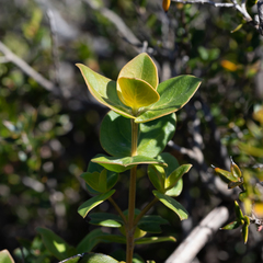 Logania ovata
