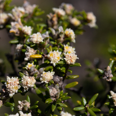 Spyridium phylicoides