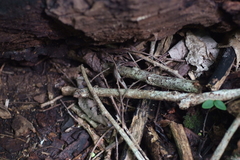 Celatiscincus euryotis