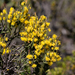 Spiny Wattle - Photo (c) Kym Nicolson, some rights reserved (CC BY), uploaded by Kym Nicolson