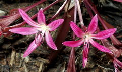 Brunsvigia bosmaniae