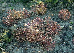Brunsvigia bosmaniae