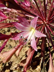 Brunsvigia bosmaniae