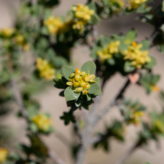 Pimelea serpyllifolia serpyllifolia
