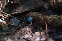 Leratiomyces atrovirens