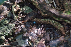 Leratiomyces atrovirens