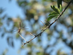 Brachymesia