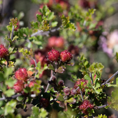 Dodonaea humilis