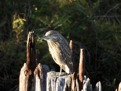 Nycticorax nycticorax