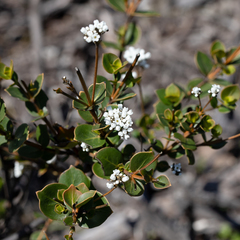Logania ovata
