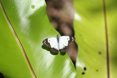 Belenois java peristhene