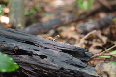 Celatiscincus euryotis