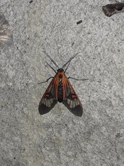 Cosmosoma cingulatum