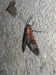 Cosmosoma cingulatum