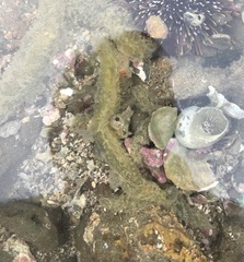 Flabelligera bicolor
