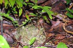 Celatiscincus euryotis