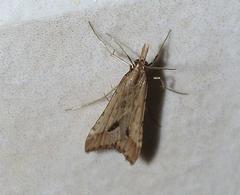 Diasemia monostigma