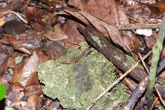 Celatiscincus euryotis