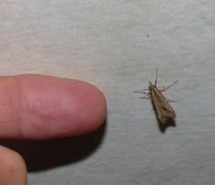 Diasemia monostigma