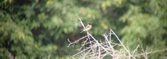 Saxicola maurus