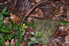 Celatiscincus euryotis