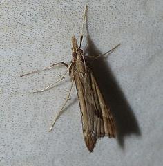 Diasemia monostigma