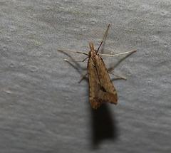 Diasemia monostigma