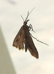 Diasemia monostigma