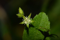 Chiropetalum griseum