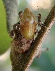 Callirhytis carmelensis