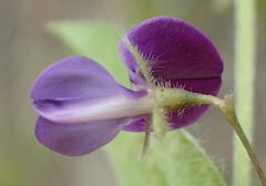 Psoralea plauta