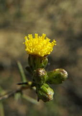 Marasmodes