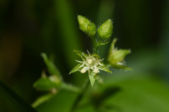 Chiropetalum griseum