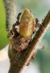 Callirhytis carmelensis