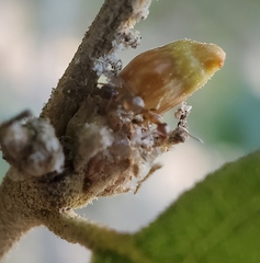 Callirhytis carmelensis