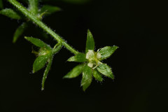 Chiropetalum griseum