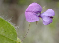 Psoralea plauta