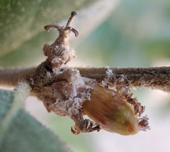 Callirhytis carmelensis