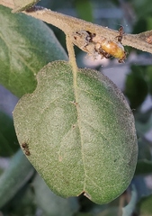 Callirhytis carmelensis