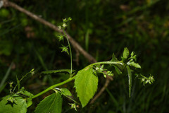 Chiropetalum griseum