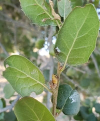 Callirhytis carmelensis