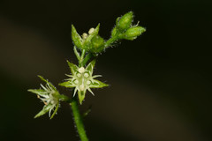 Chiropetalum griseum