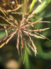 Cyperus engelmannii