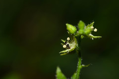 Chiropetalum griseum