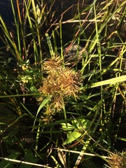 Cyperus engelmannii