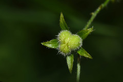 Chiropetalum griseum