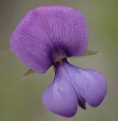 Psoralea plauta