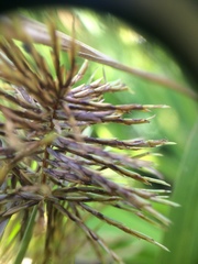 Cyperus engelmannii