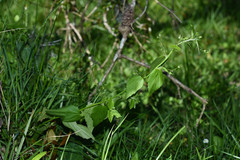 Chiropetalum griseum